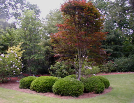 A summer view of the front garden