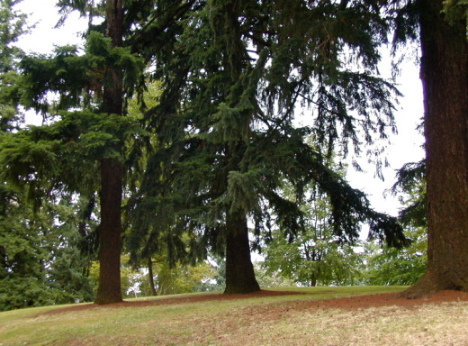 Beautiful trees at Mt. Tabor Park in Portland