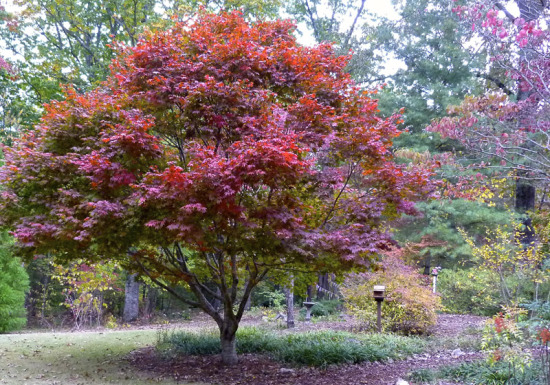 Japanese maple in front garden fall 2013.jpg