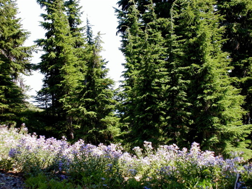 Wildflowers near Mt. Hood