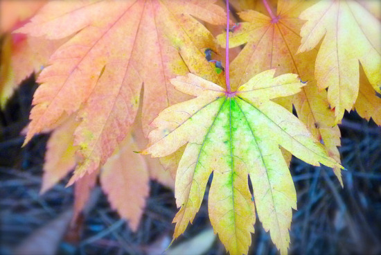 acer japonicum 'vitifolium' fall colors.jpg