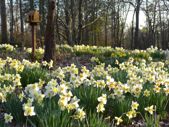 daffodils in front garden.jpg