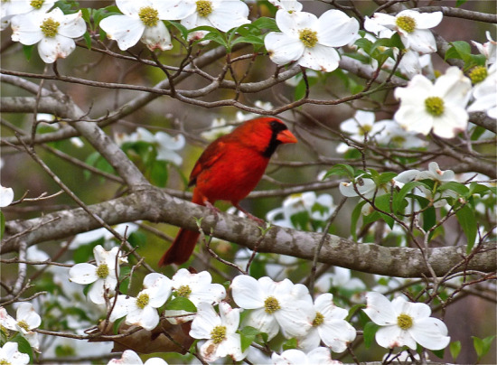 redbird in dogwood.jpg