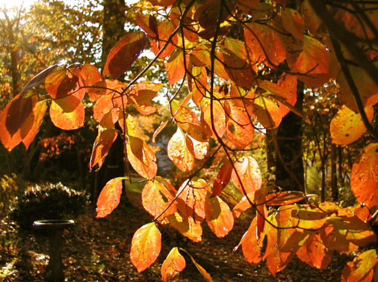 sunlit dogwood leaves.jpg