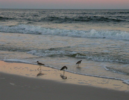 three seagulls