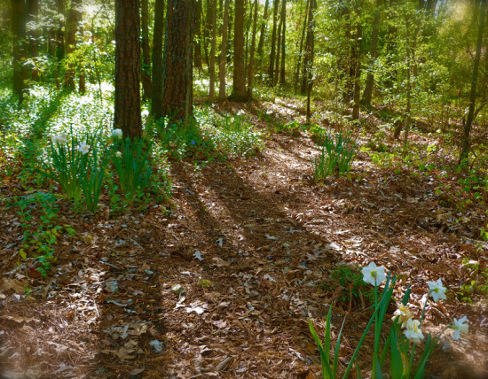 woodland side path.jpg