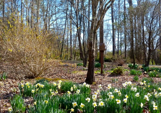 Early Spring, Conquering Weeds - Deb's Garden - Deb's Garden Blog
