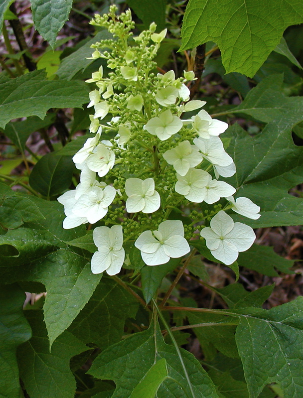 Image result for images of oakleaf hydrangea