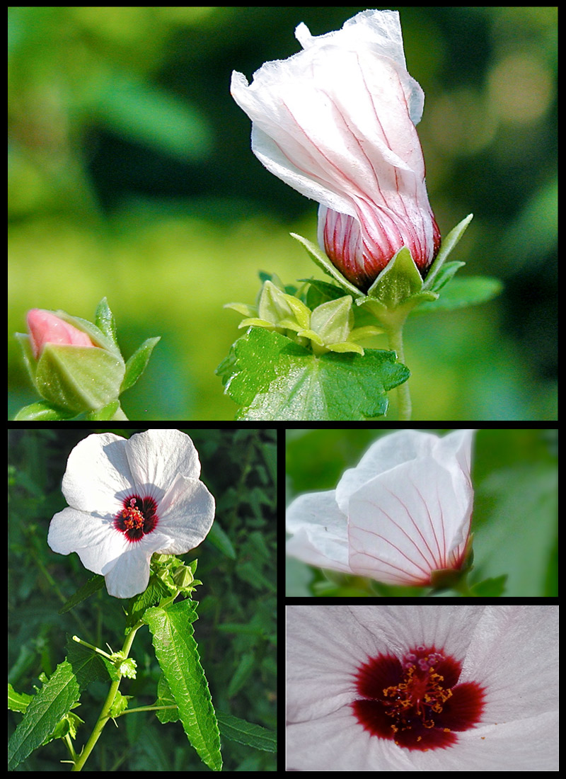 Pavonia hastata Spearleaf Swamp mallow Hibiscus-like plant  evergreen 20 SEEDS