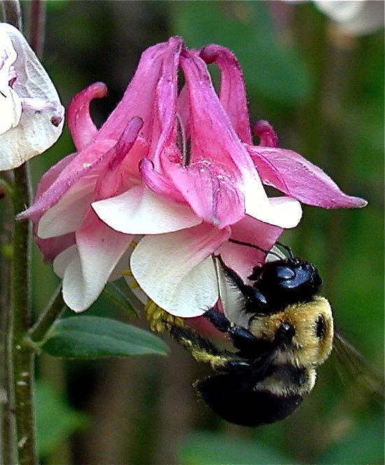 Bee on columbine in the front garden.jpg