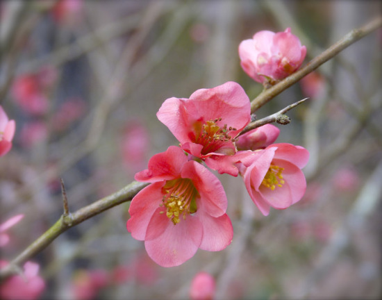 Close-up of quince blooms.jpg