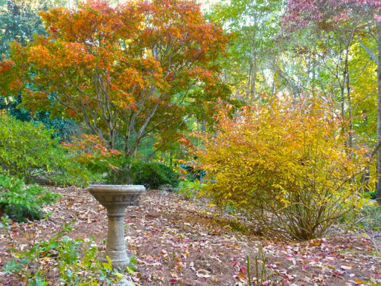 Fall colors in front garden November 2013.jpg