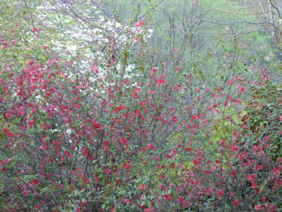 Flowering quince.jpg