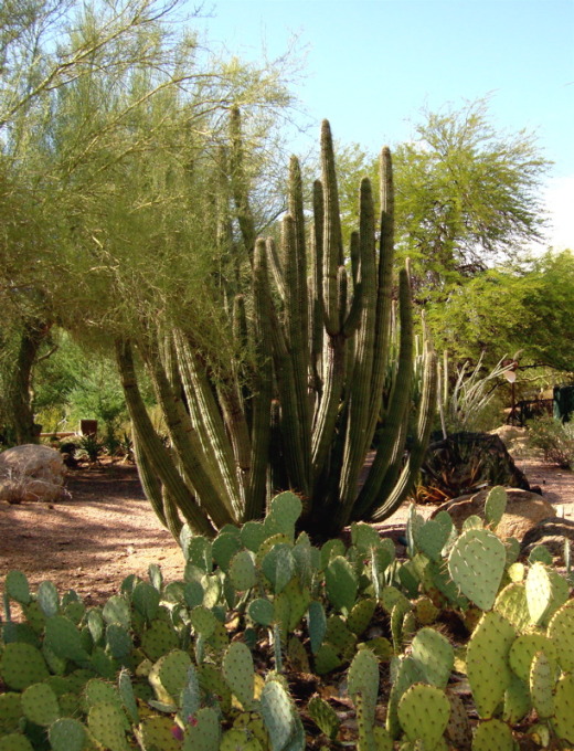 another view of the desert botanical garden - Arizona's Sonoran Desert ...
