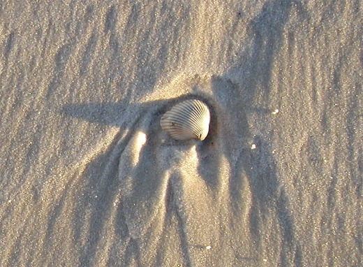little shell in the sand.
