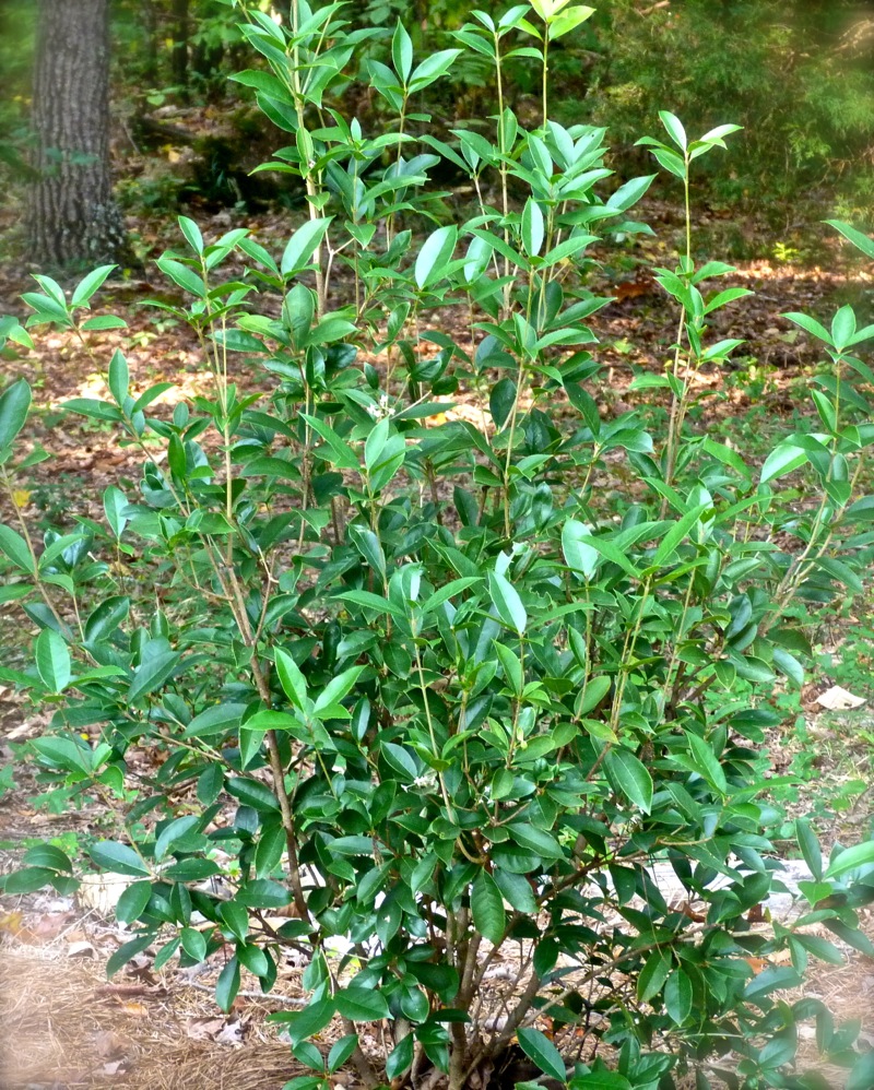 Plod biljke masline čajevca