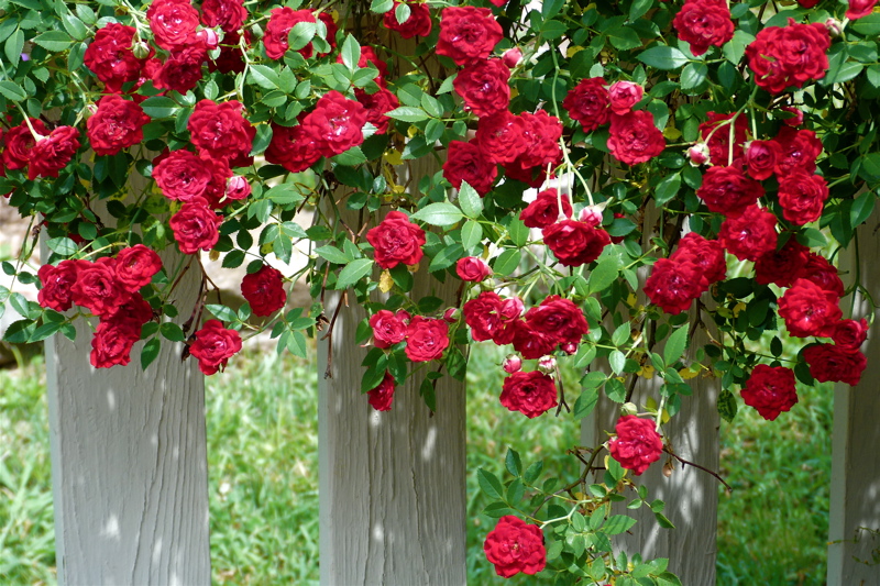 Red Cascade: A Favorite Low Maintenance Rose - Deb's Garden - Deb's ...